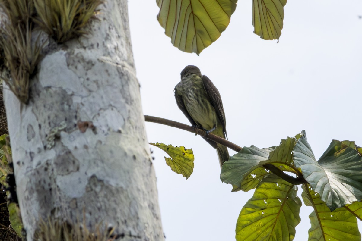 Piratic Flycatcher - Frank Dietze