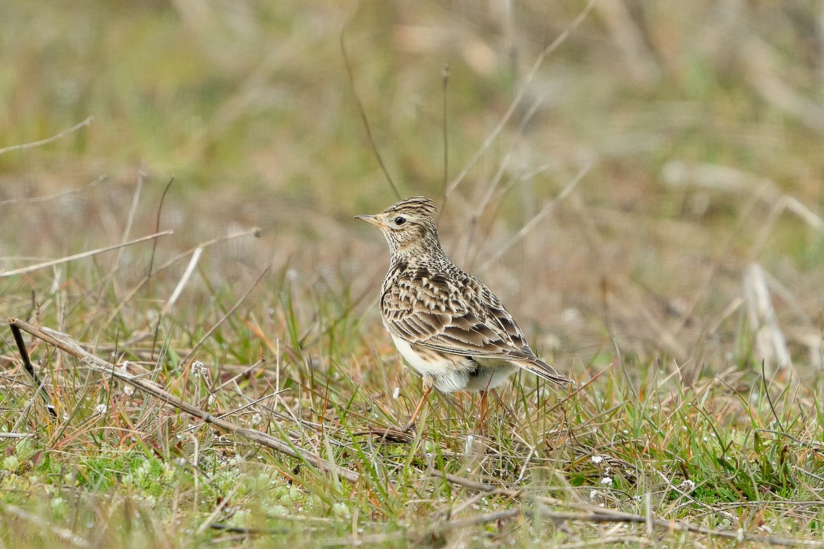 Eurasian Skylark - Kike Junco