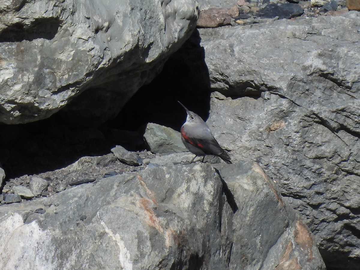 Wallcreeper - ML616121736