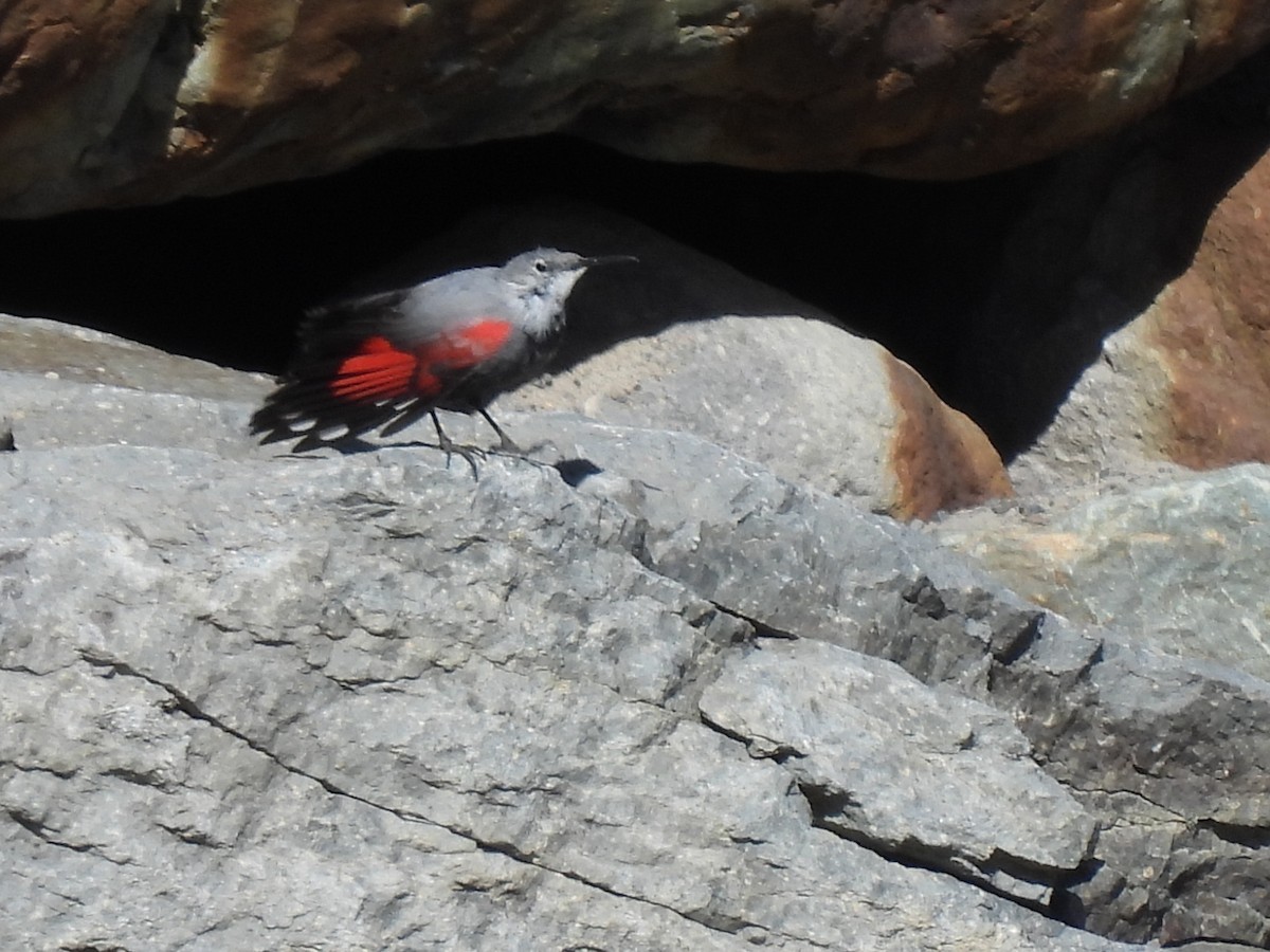 Wallcreeper - ML616121737