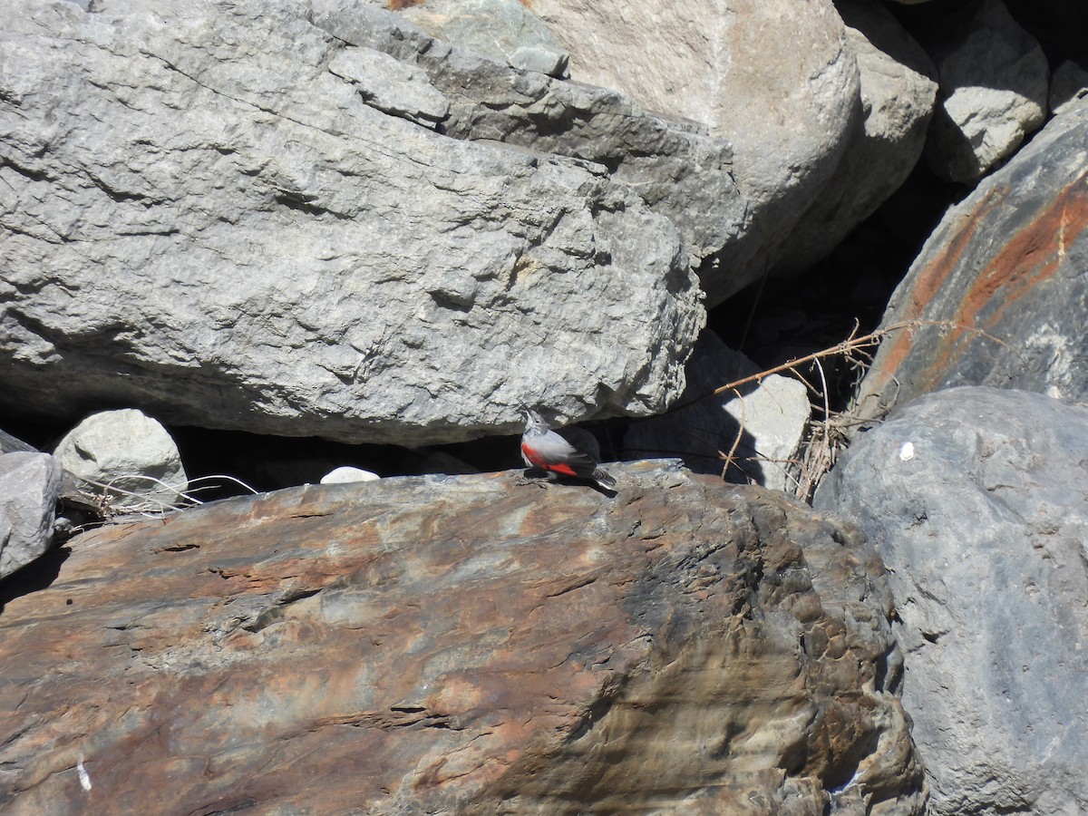 Wallcreeper - ML616121738