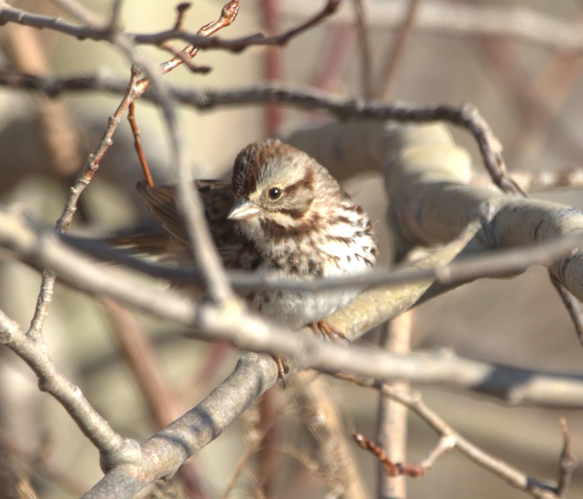 Song Sparrow - Scott Lewis