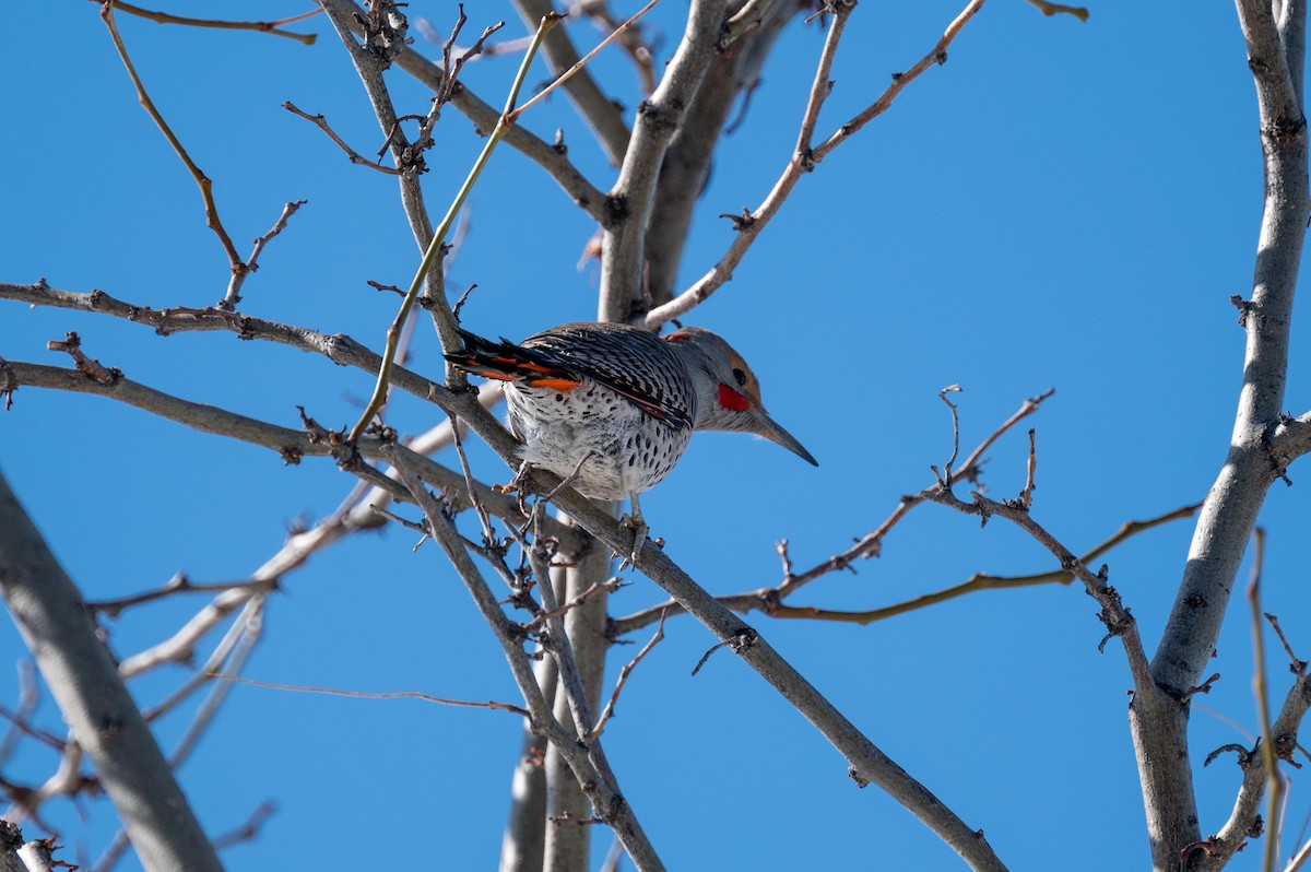 Northern Flicker - ML616121807