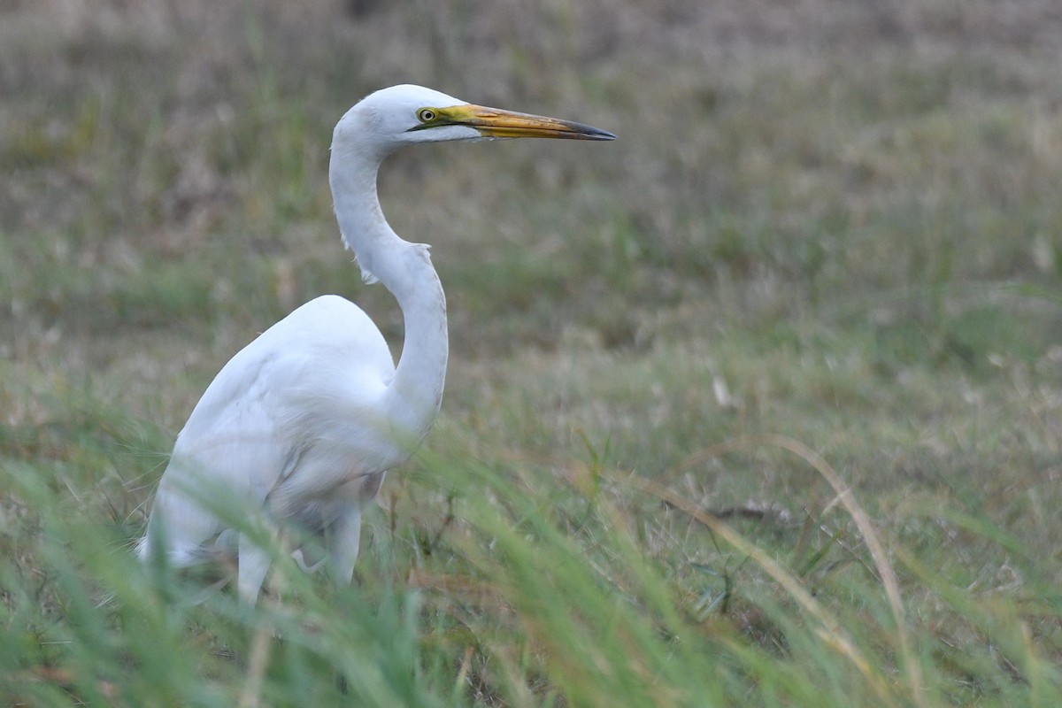 Great Egret (African) - ML616121837