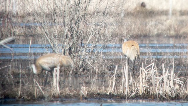 Sandhill Crane - ML616121846