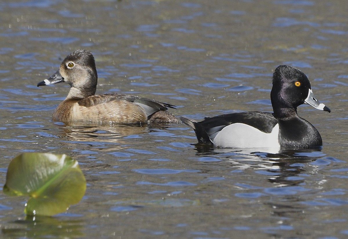 Ring-necked Duck - Igor Sokolov