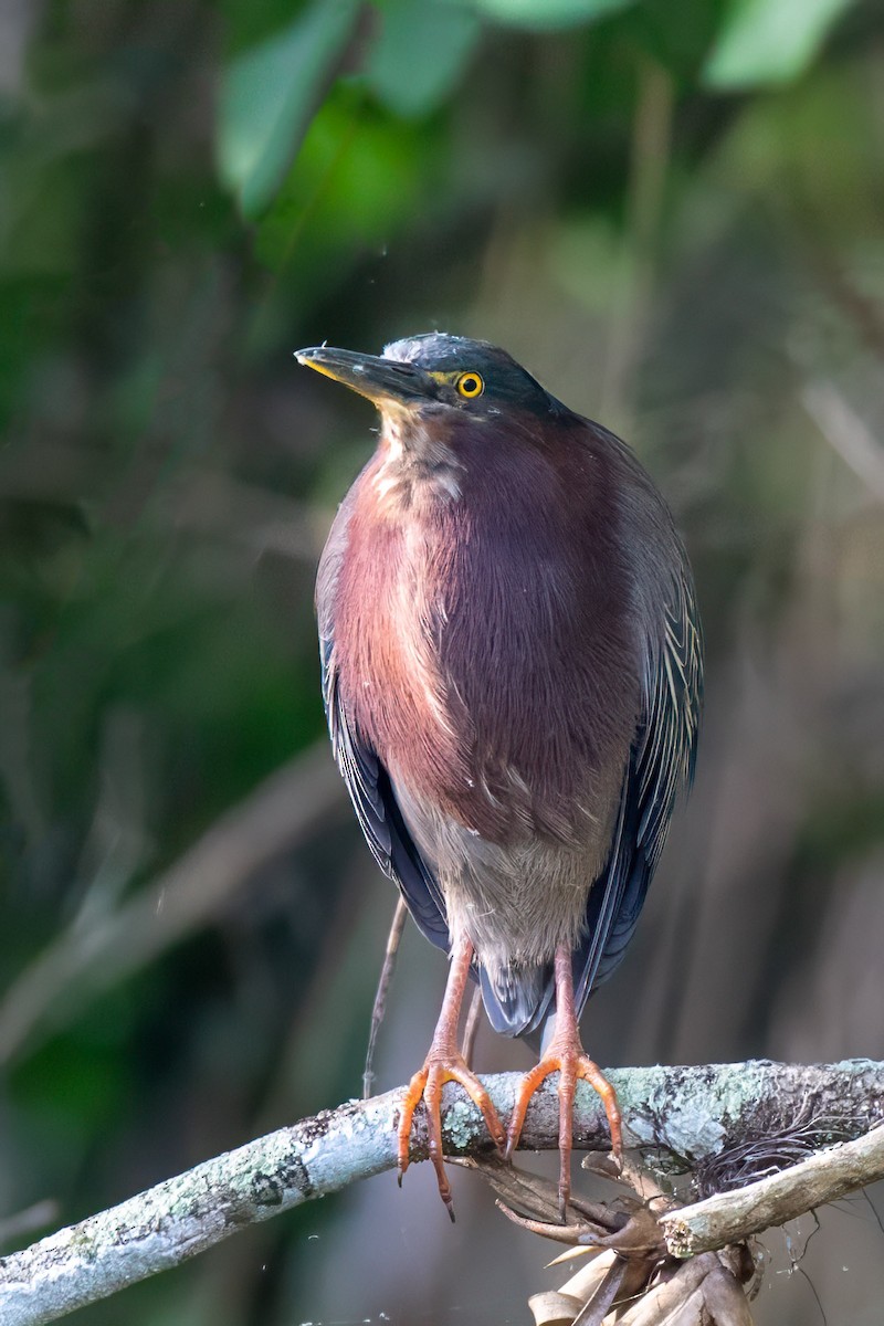 Green Heron - Judy Ferris