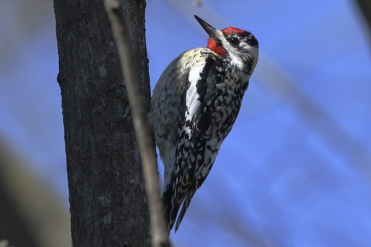 Yellow-bellied Sapsucker - Igor Sokolov