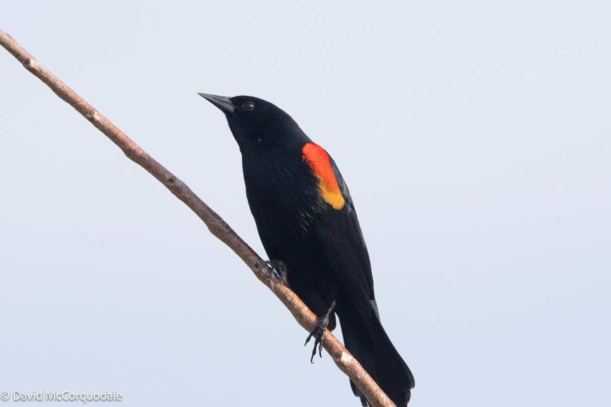 Red-winged Blackbird - ML616121892