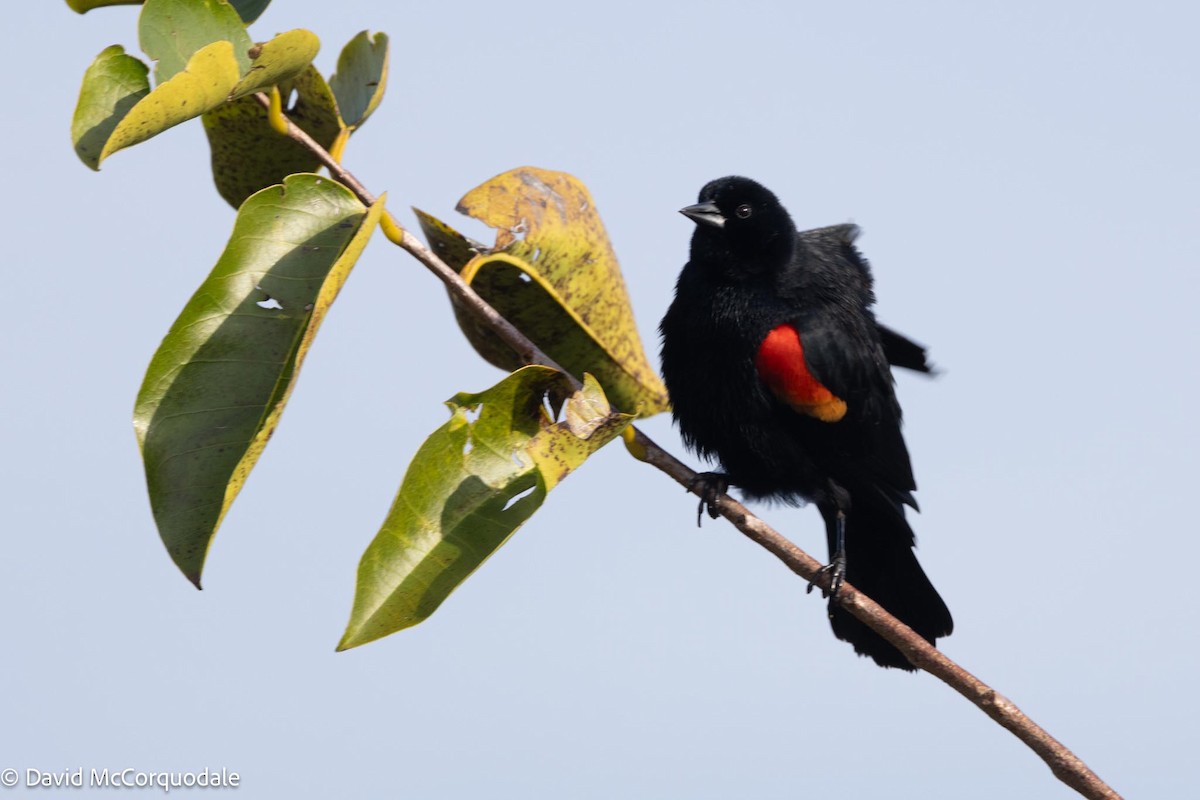 Red-winged Blackbird - ML616121893