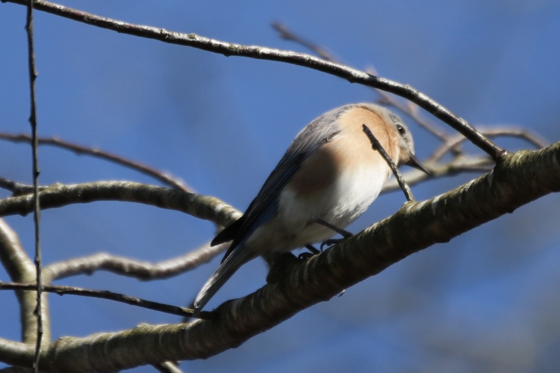 Eastern Bluebird - ML616121910