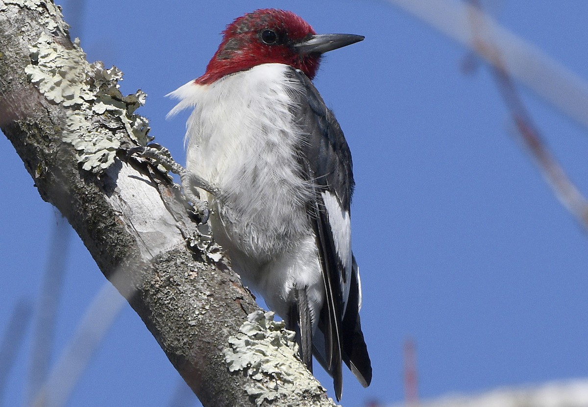 Red-headed Woodpecker - Igor Sokolov