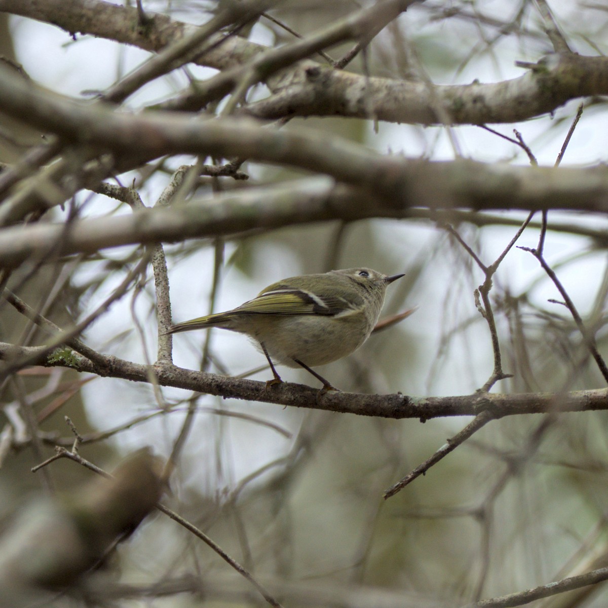 Ruby-crowned Kinglet - Elia Testu