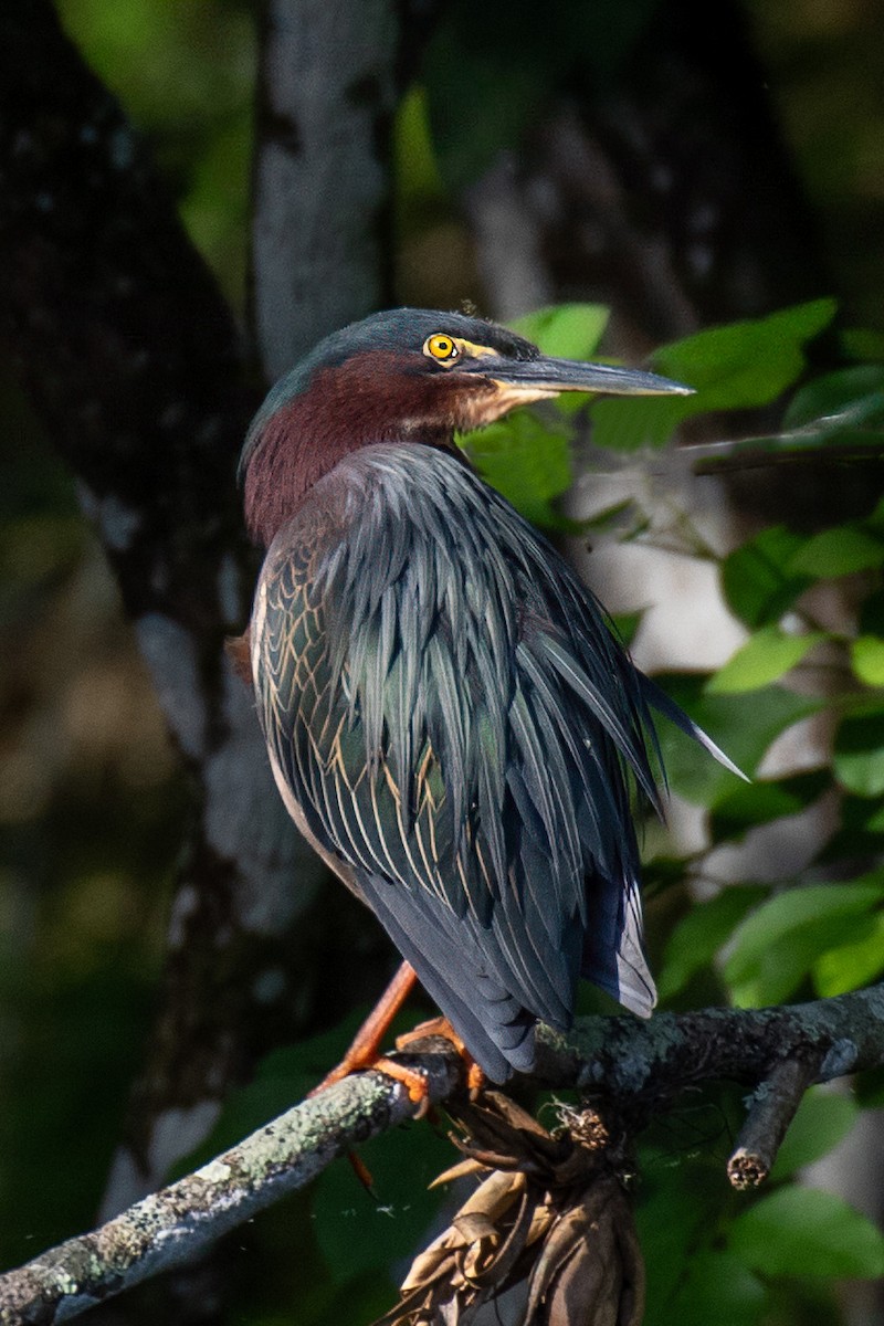 Green Heron - ML616121936