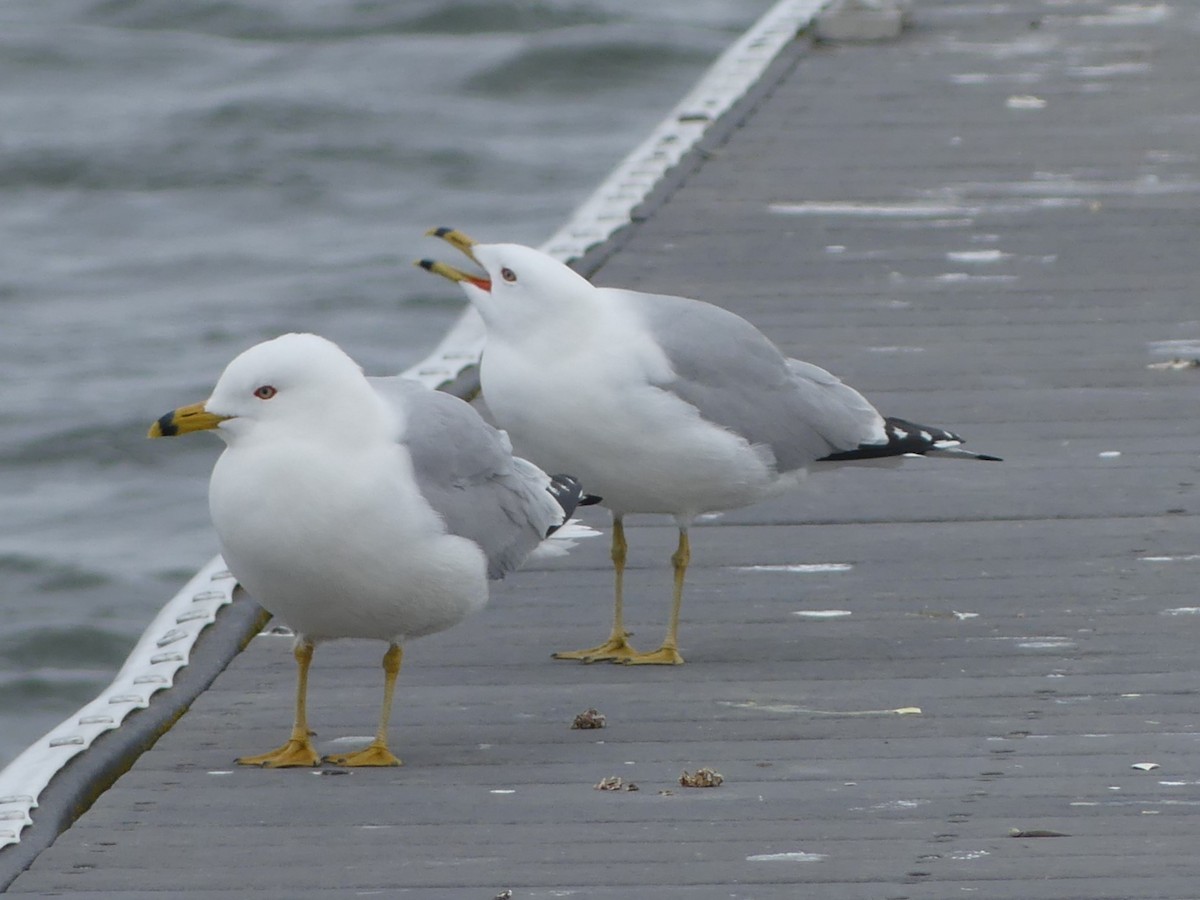 Ring-billed Gull - ML616122025