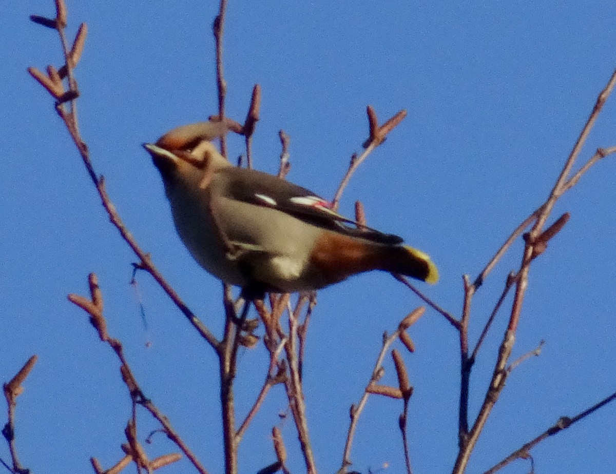 Bohemian Waxwing - ML616122030