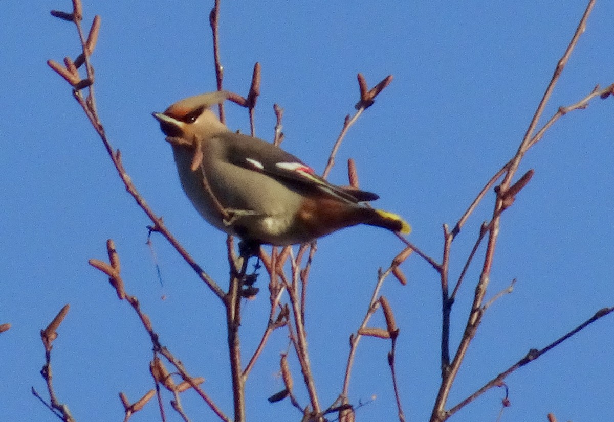 Bohemian Waxwing - ML616122032