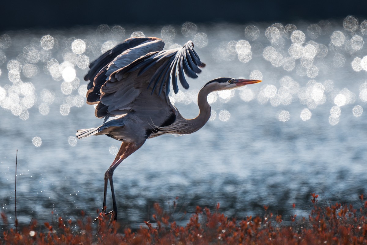 Great Blue Heron - Ian Campbell