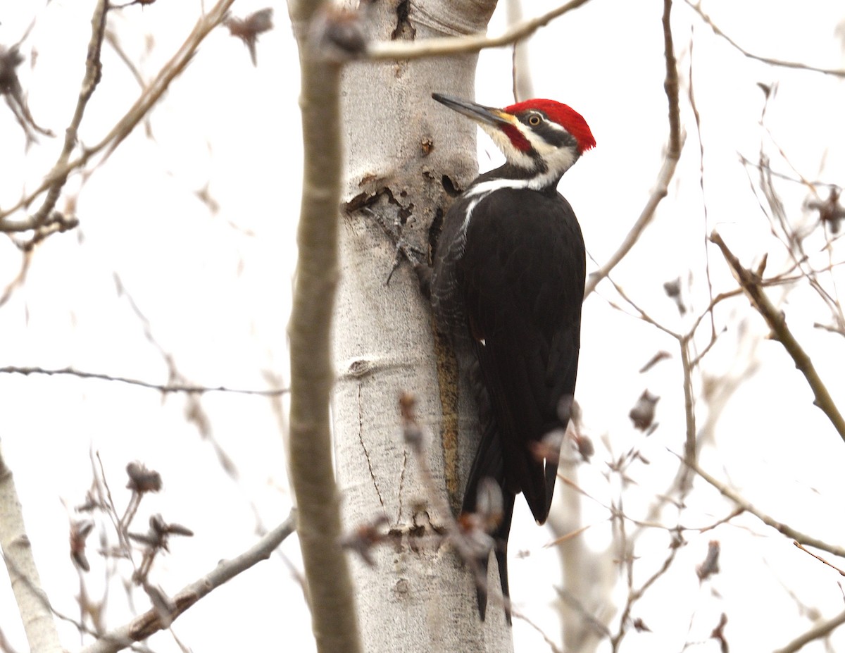 Pileated Woodpecker - ML616122048