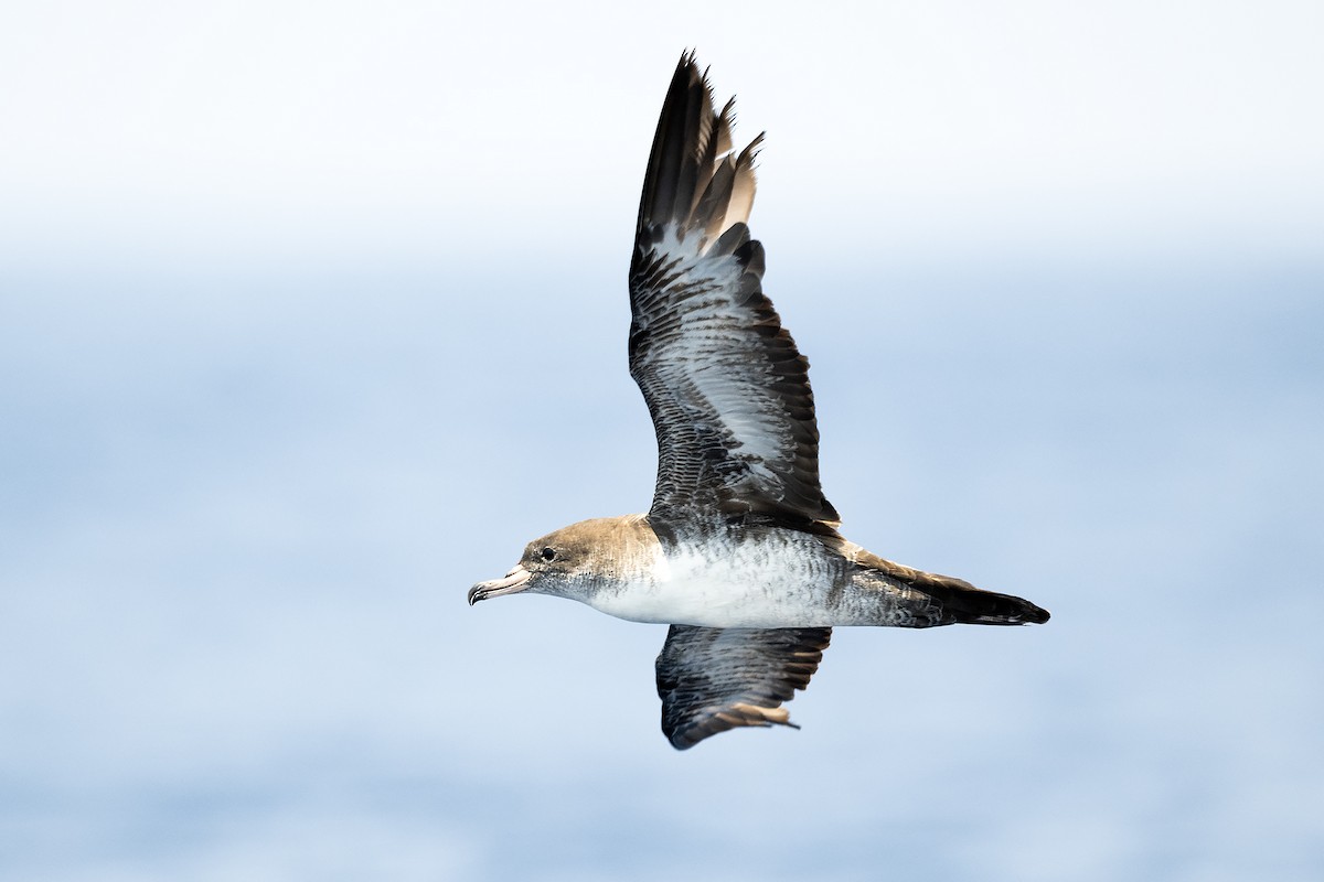 Pink-footed Shearwater - ML616122053