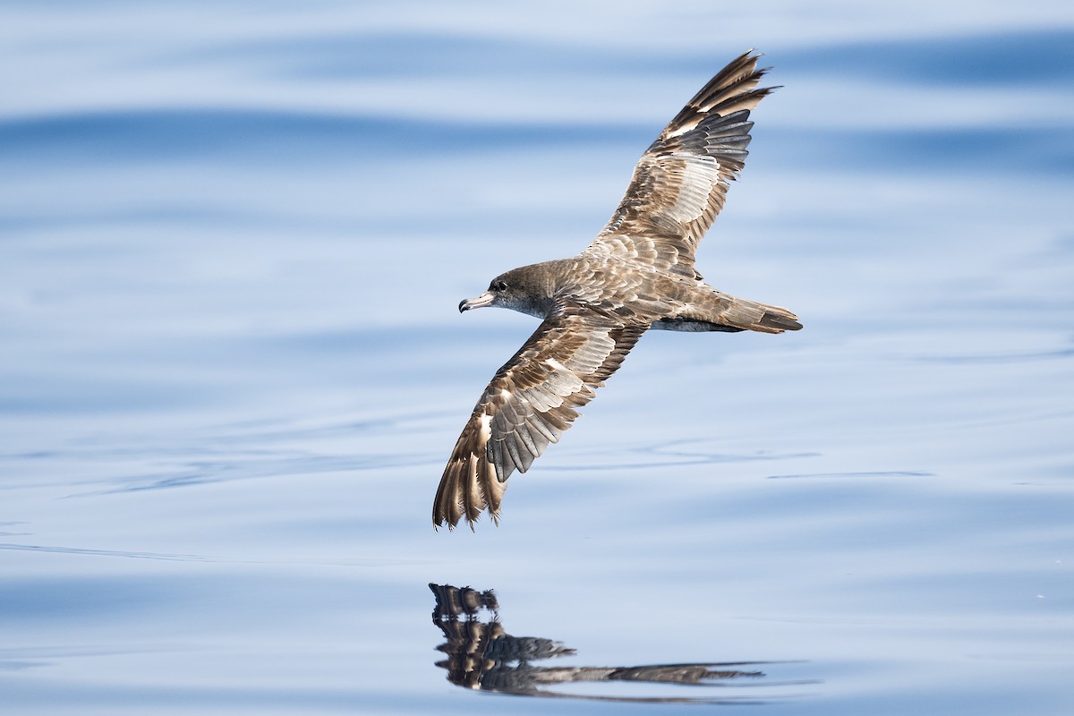 Pink-footed Shearwater - ML616122054