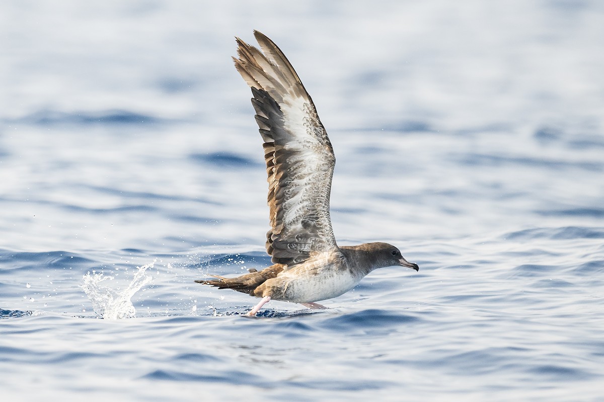 Pink-footed Shearwater - ML616122055