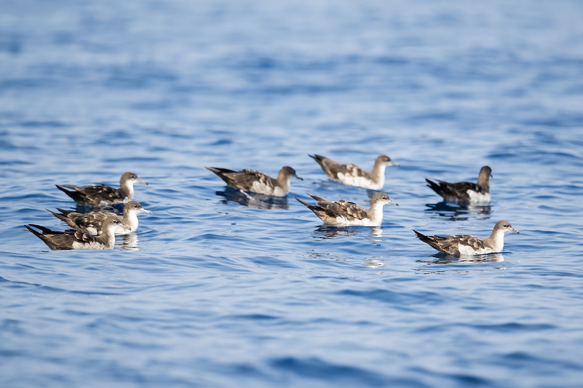 Wedge-tailed Shearwater - ML616122084