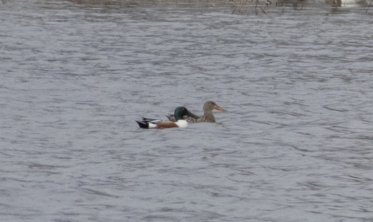 Northern Shoveler - ML616122088