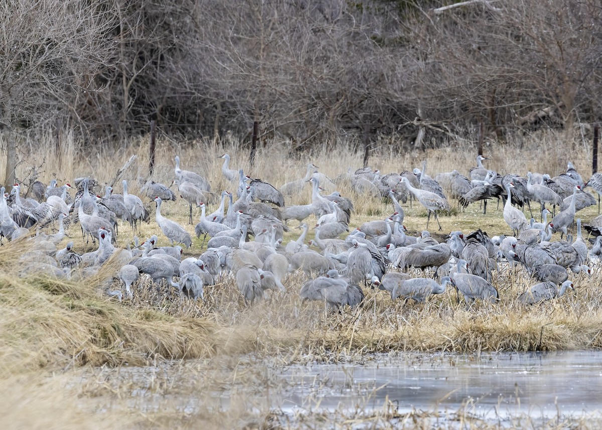 Grulla Canadiense - ML616122150