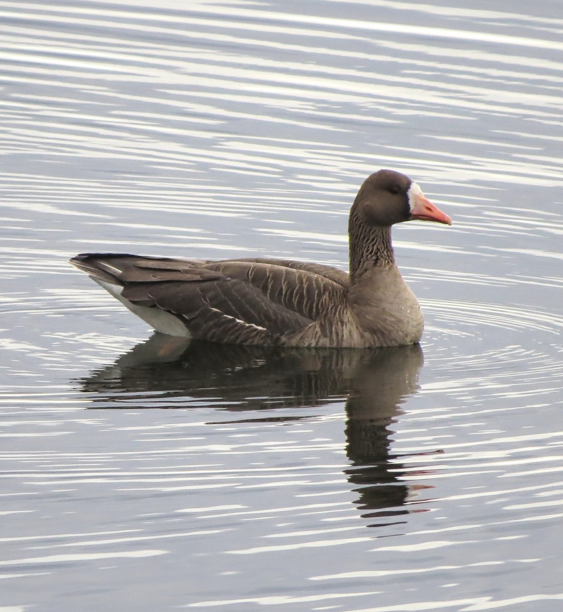Greater White-fronted Goose - ML616122175
