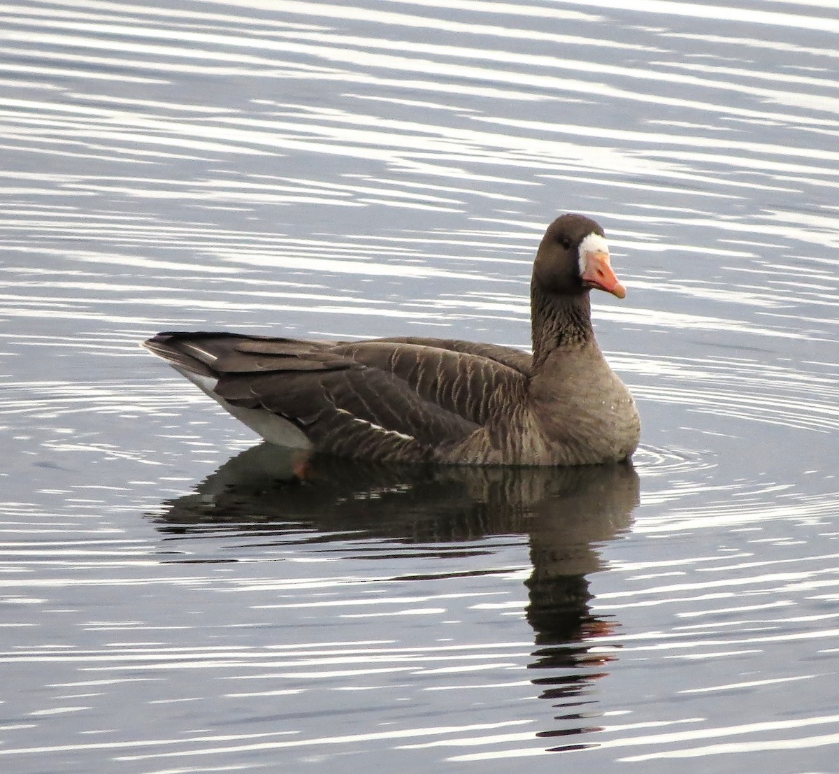 Greater White-fronted Goose - ML616122177