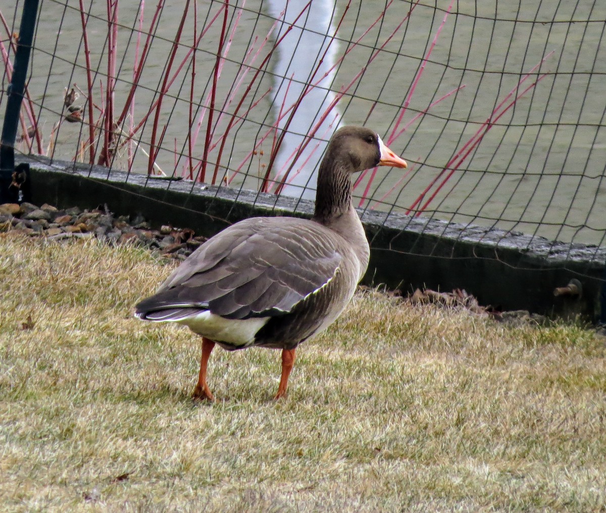 Greater White-fronted Goose - ML616122178