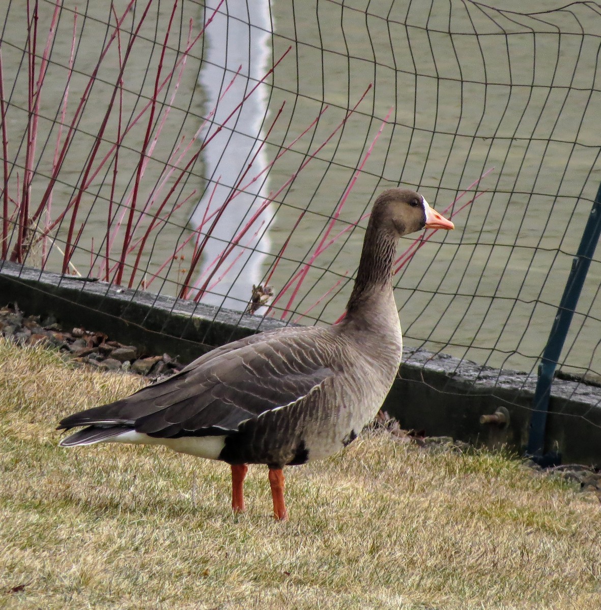 Greater White-fronted Goose - ML616122179