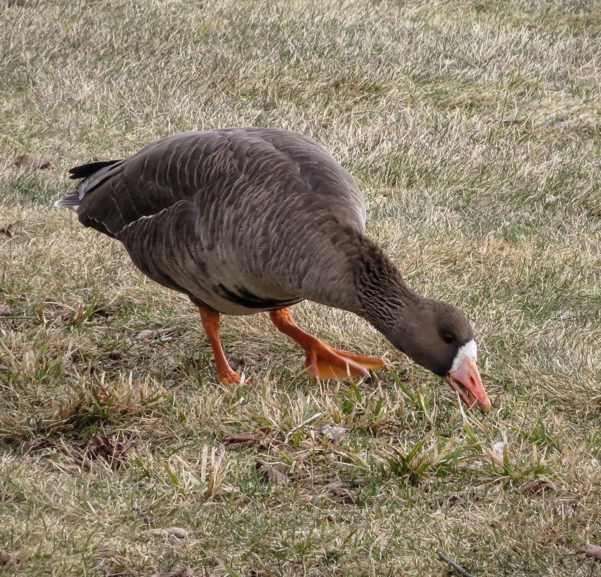 Greater White-fronted Goose - ML616122180