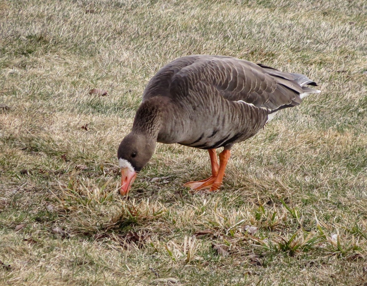 Greater White-fronted Goose - ML616122181