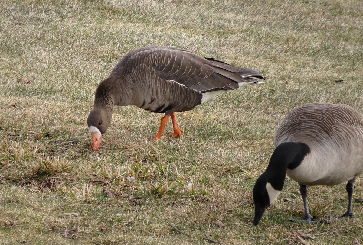 Greater White-fronted Goose - Iain MacLeod