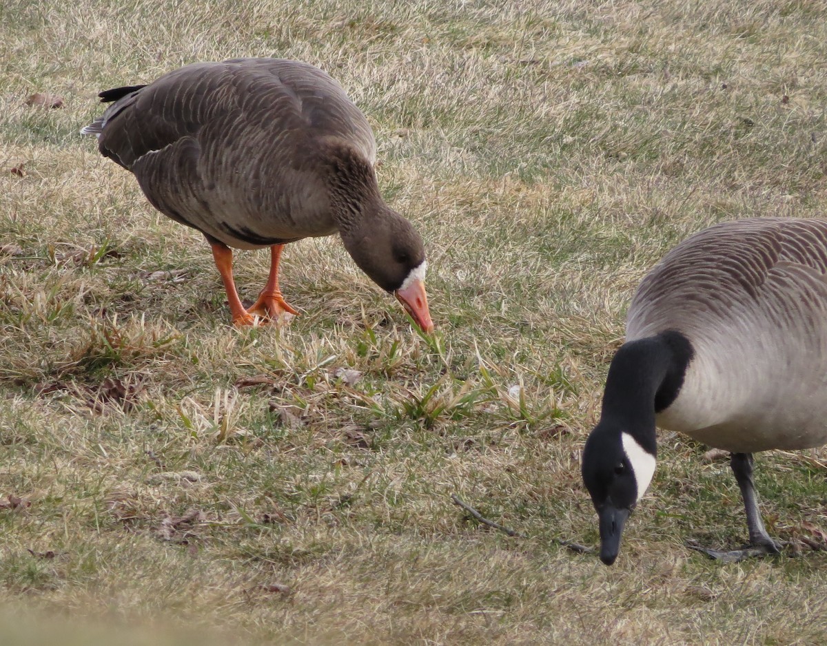 Greater White-fronted Goose - ML616122183