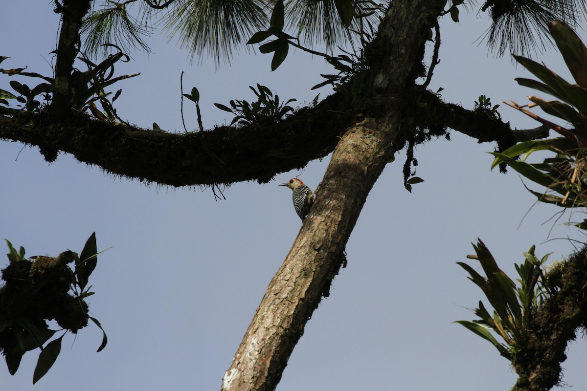 Red-crowned Woodpecker - Ben Dudek