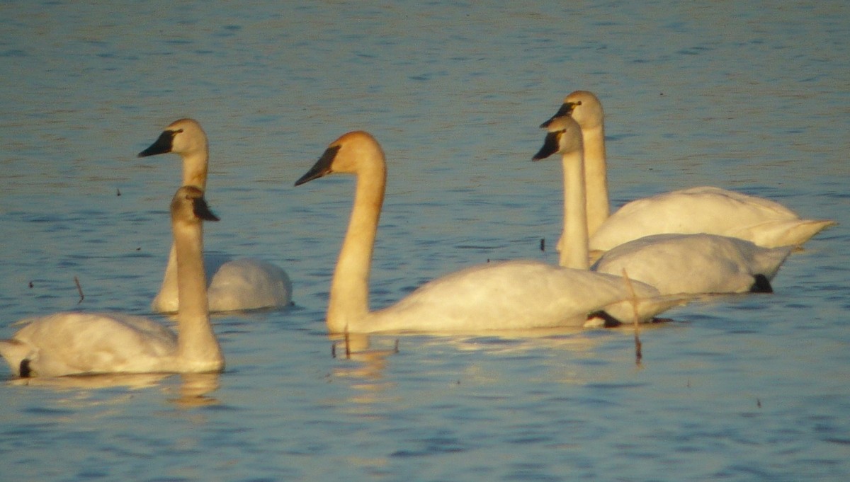 Tundra Swan - ML616122297