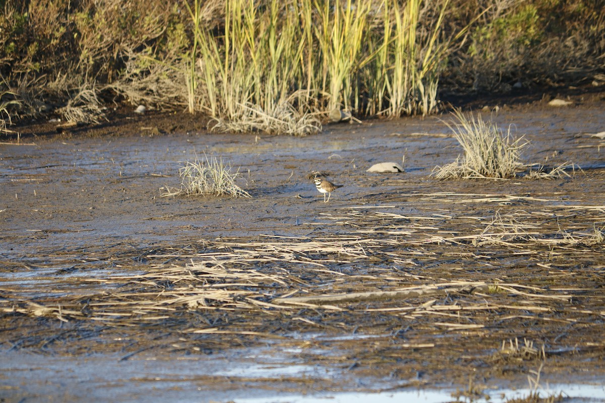 Killdeer - ML616122375