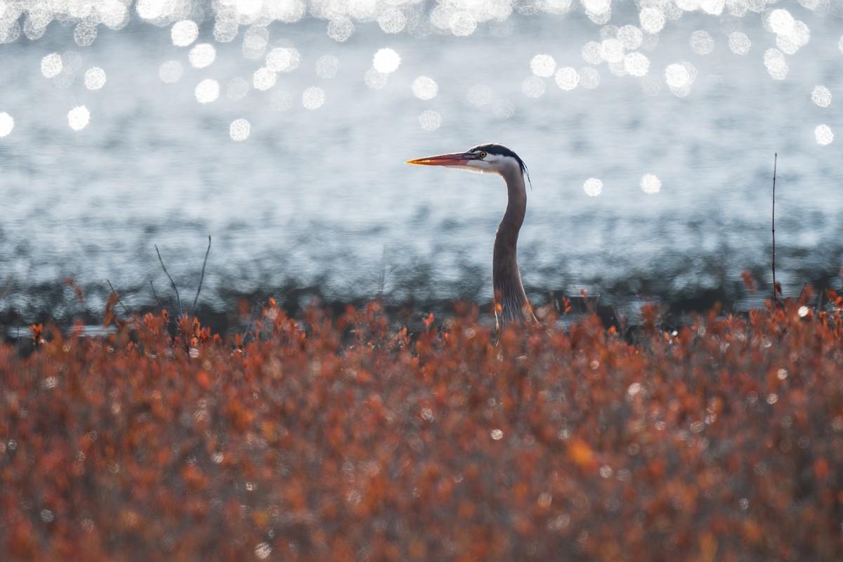 Garza Azulada - ML616122386