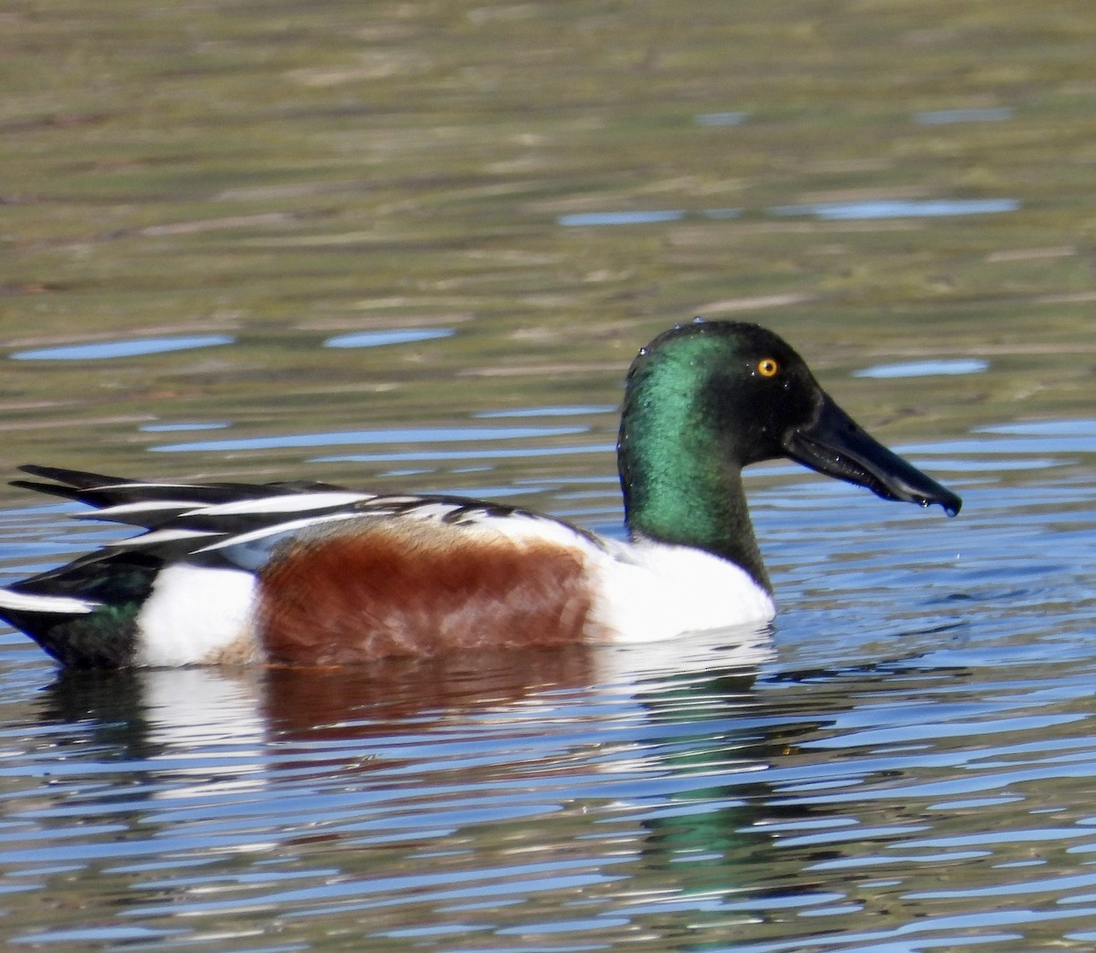 Northern Shoveler - ML616122387