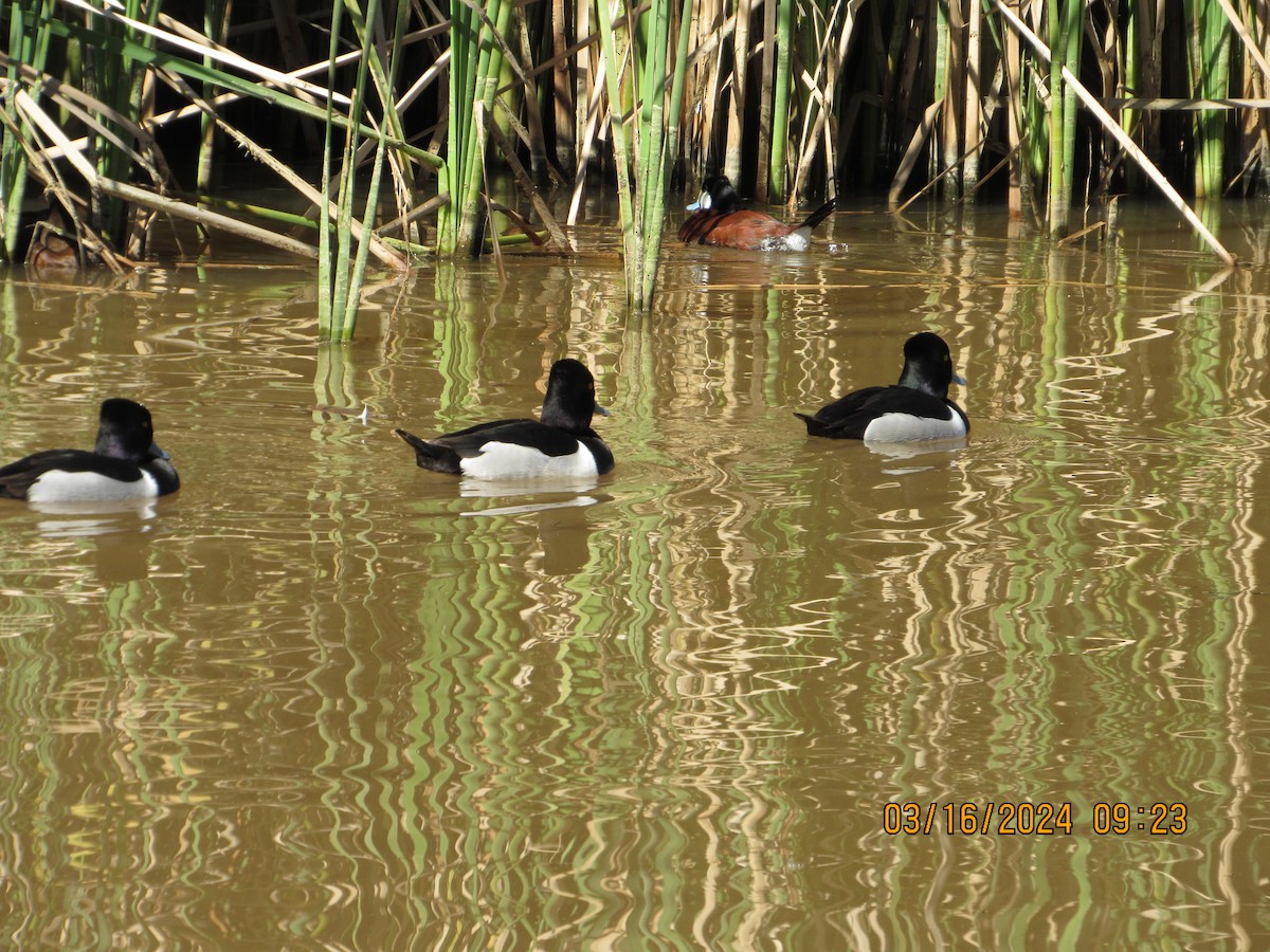 Ring-necked Duck - crdf bird