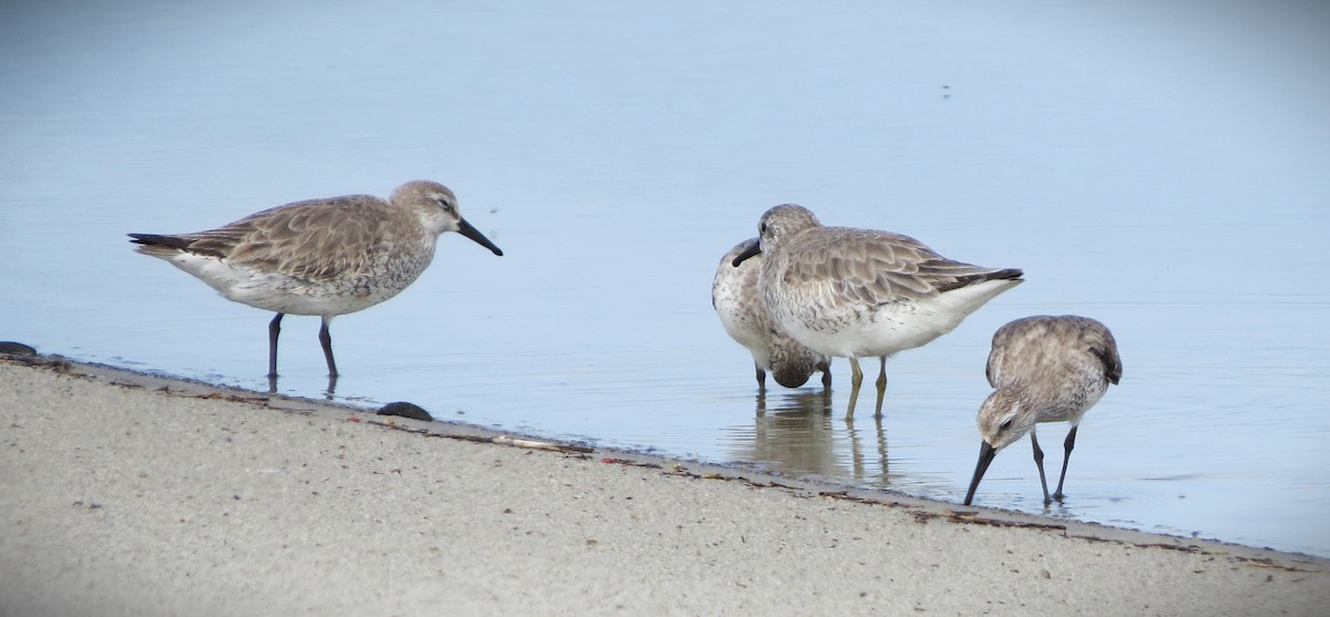 Red Knot - ML616122450