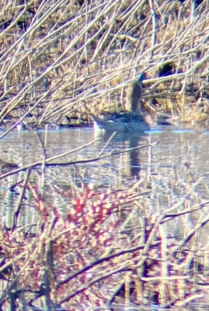 Northern Pintail - Ann Boover