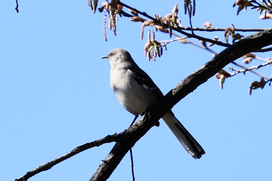 Northern Mockingbird - ML616122511