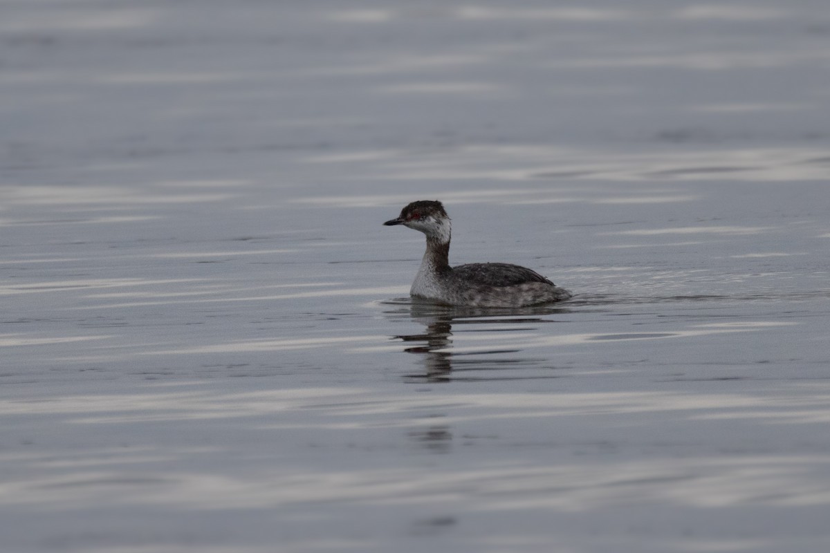 Horned Grebe - ML616122520