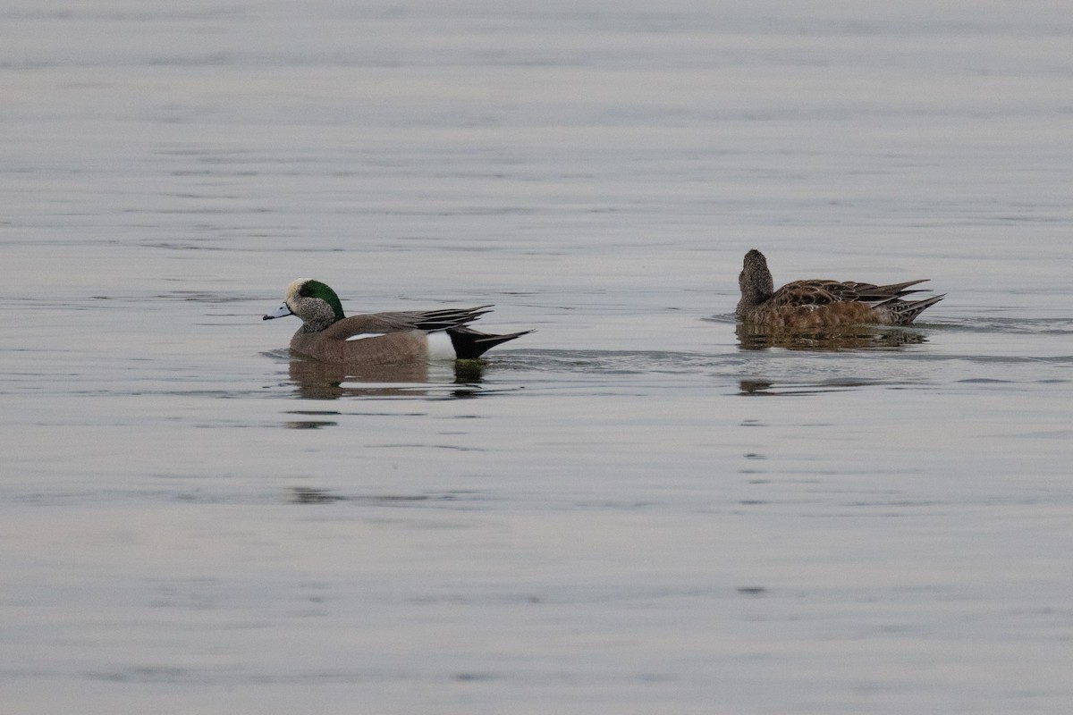 American Wigeon - ML616122537