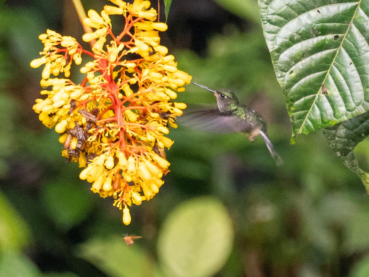 Colibrí Colipinto Ecuatoriano - ML616122548