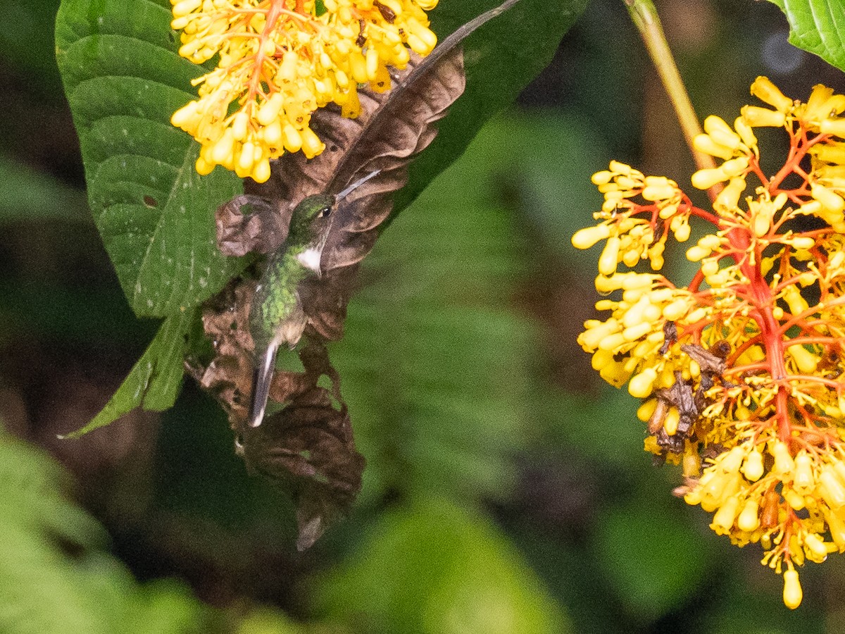 Colibri à queue mi-blanche - ML616122550